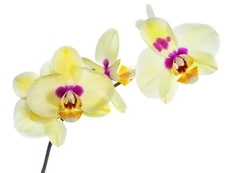 Blooming yellow orchid isolated on the white, Foto stock