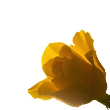 Blooming yellow Stock Photos