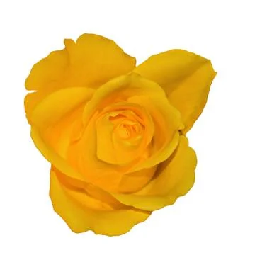 Blooming yellow Stock Photos