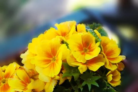 Blooming yellow primula Stock Photos