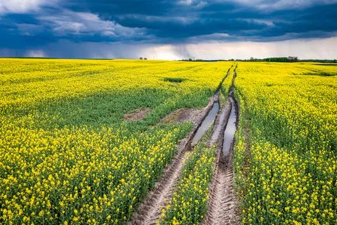 Blooming yellow rape fields in Poland countryside. Stock Photos