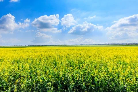 Blooming yellow rape flowers under blue sky. Stock Photos