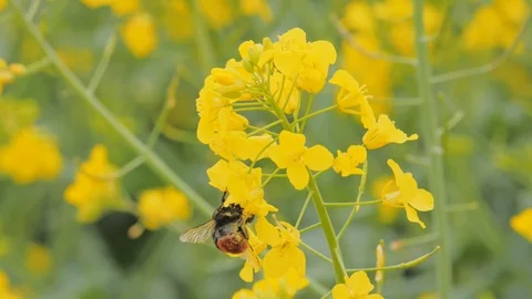 Blooming yellow rape plant with a bumblebee Vidéo 108956333