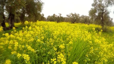 Blooming yellow rapeseed field in an ancient olive garden under the winter Stock Footage 81627072