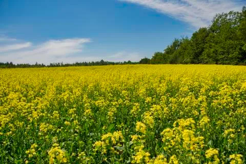 Blooming yellow rapeseed field during the summer in Collingwood, Ontario Stock Photos