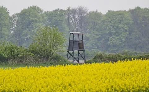Blooming yellow rapeseed field with rustic wooden watchtower view Stock Photos