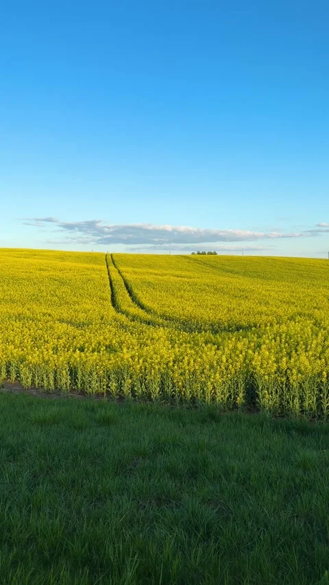 Blooming yellow rapeseed field under blue sky Stock Footage 336191789