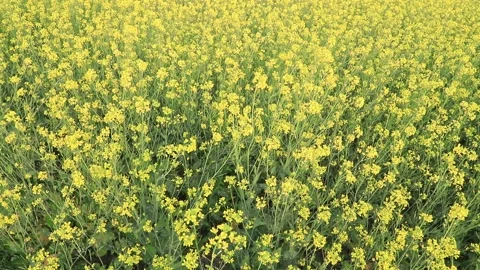 Blooming yellow rapeseed flower plan Stock Footage 231758387
