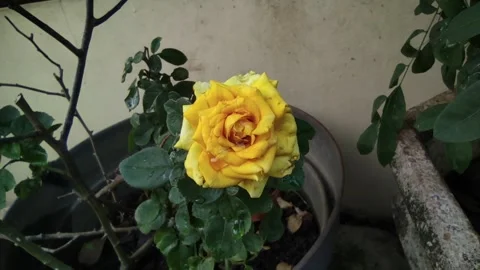 A blooming yellow rose Stock Footage 262387218