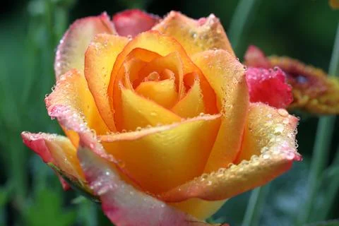 Blooming yellow rose on the tree Stock Photos