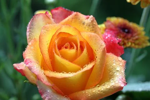 Blooming yellow rose on the tree Stock Photos
