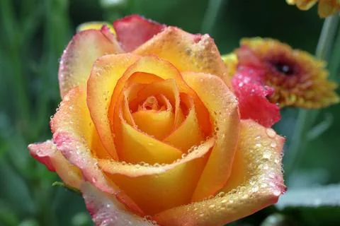 Blooming yellow rose on the tree Stock Photos