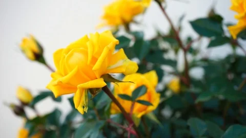 Blooming yellow roses  Stock Footage 130066530