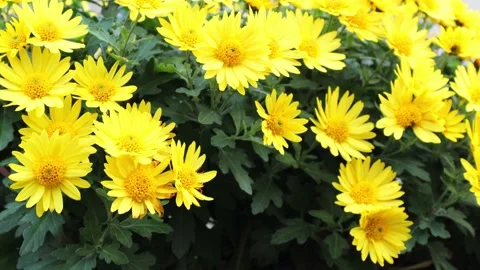 Blooming yellow small chrysanthemums Stock Footage 220361305