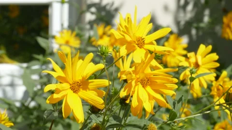 Blooming yellow sun hat blowing in the wind, flowers, Germany Stock Footage 138209480