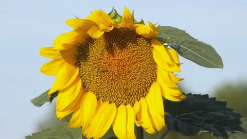 Blooming yellow sunflower in the wind with a flying bee. Stock Footage 158638376
