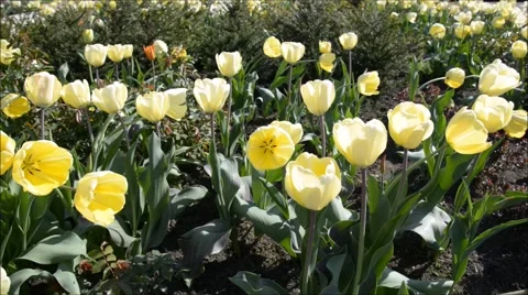 Blooming yellow tulip 库存影片 47667714