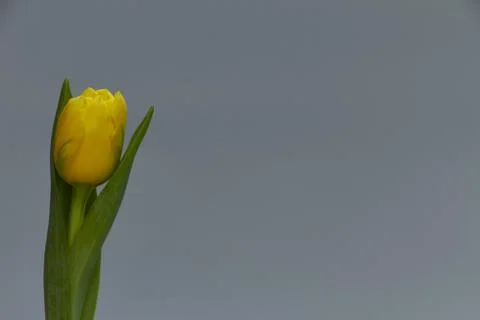 Blooming yellow tulip isolate on a light gray background, greeting card or co Stock Photos