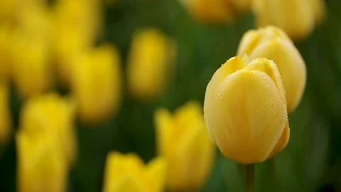 Blooming yellow tulips in spring rain. Stock-Footage 143589622
