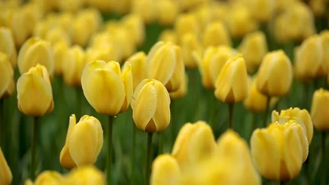 Blooming yellow tulips in spring rain. Stock Footage 143589636