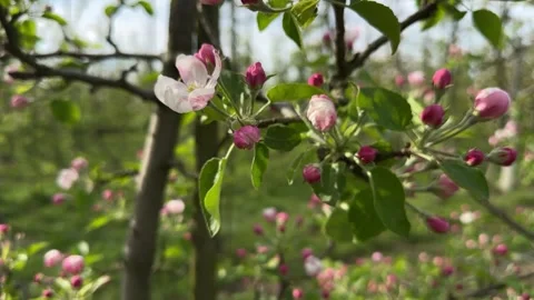 Blooming young apple trees in a spring orchard Stock Footage 307281060