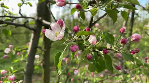 Blooming young apple trees in a spring orchard Stock Footage 307281061