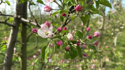Blooming young apple trees in a spring orchard Stock Footage 307281108