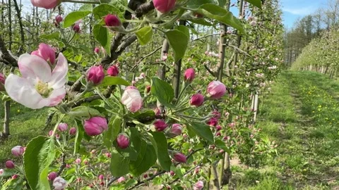 Blooming young apple trees in a spring orchard Stock Footage 307281332