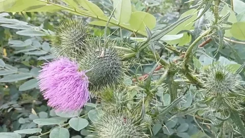 Blooming young burdock Stock Footage 313420797