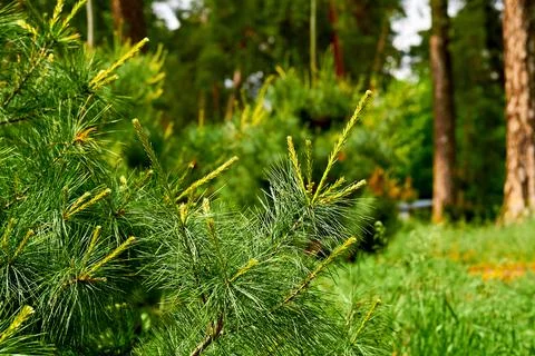 Blooming young pine tree with delicate buds of cones Stock Photos
