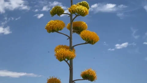 Blooming Yucca with Bees Видео 199301960