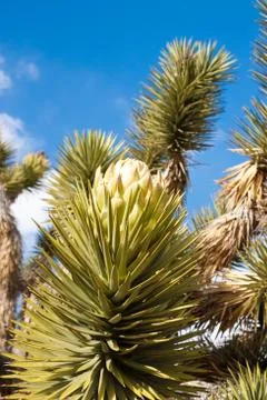 Blooming yucca Stock Photos