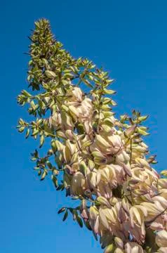 Blooming yucca Stock Photos