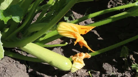 Blooming zucchini Stock Footage 26900023