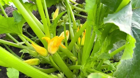 Blooming zucchini Stock Footage 245472566