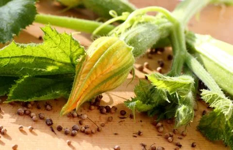 Blooming zucchini Stock Photos