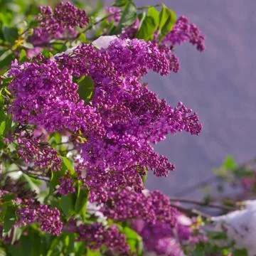 Bloomng lilac after a spring snowfall on a sunny day Foto stock