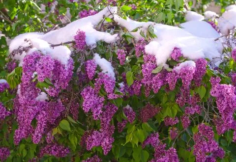 Bloomng lilac after a spring snowfall on a sunny day Stock Photos