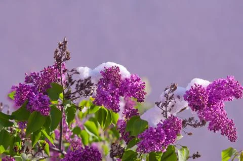 Bloomng lilac after a spring snowfall on a sunny day Stock-Fotos