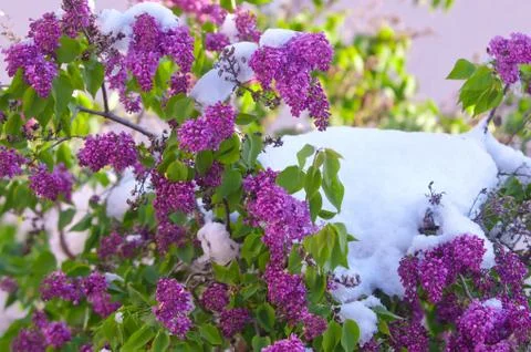 Bloomng lilac after a spring snowfall on a sunny day Stock Photos
