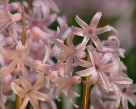 Blooms 13 - PAL Stock Footage 72722