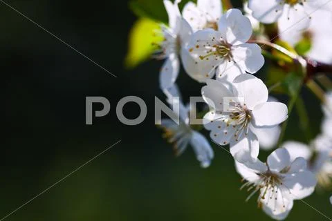 Blooms branch in blur background Stock Photos