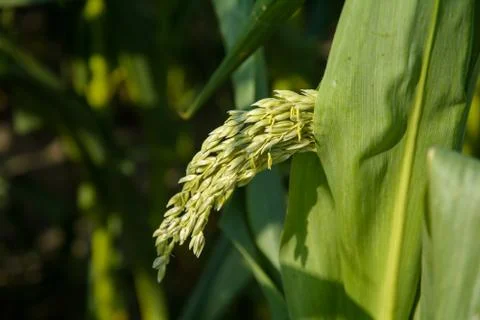 Blooms corn in summer Stock Photos