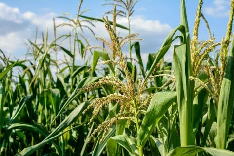 Blooms corn in summer Stock Photos
