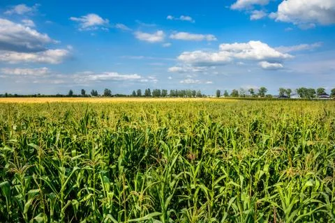 Blooms corn in summer Photos