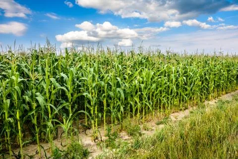 Blooms corn in summer Stock Photos