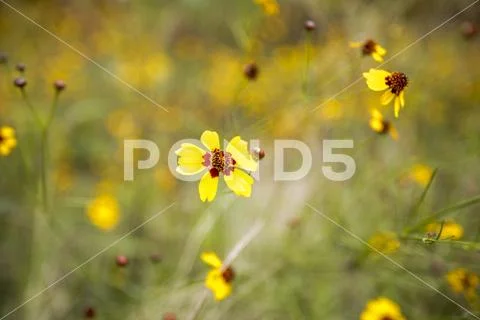 Blooms in field of yellow wildflowers Stock Photos