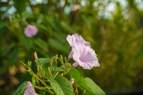 The blooms flower Stock Photos