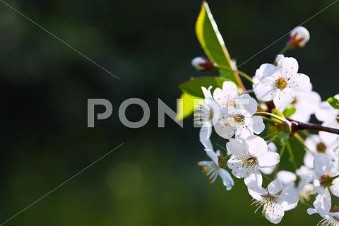 Blooms tree branch against blur background Stock Photos