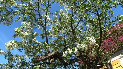 Blooms wild apple Stock Footage 119471504